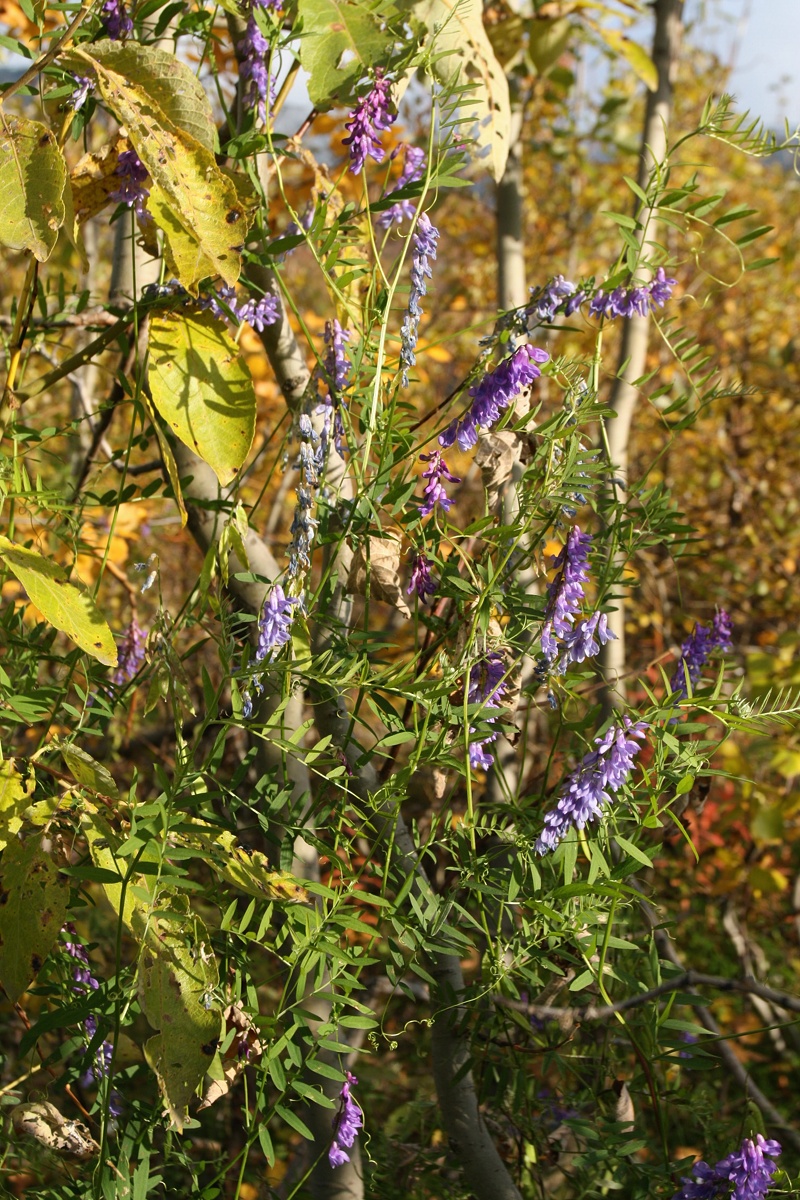 Image of Vicia cracca specimen.