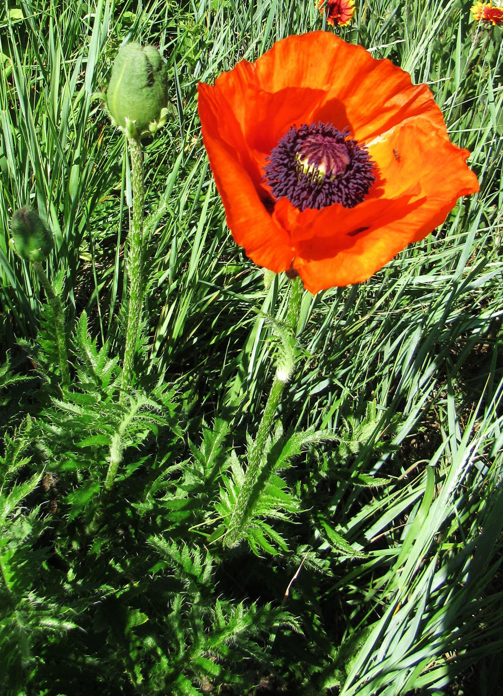 Изображение особи Papaver setiferum.