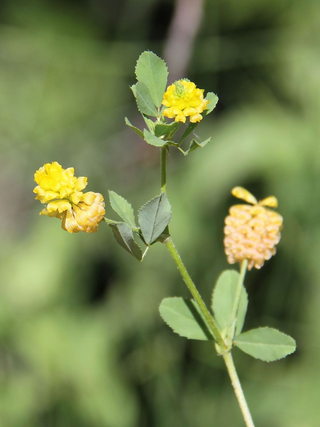 Image of Trifolium campestre specimen.