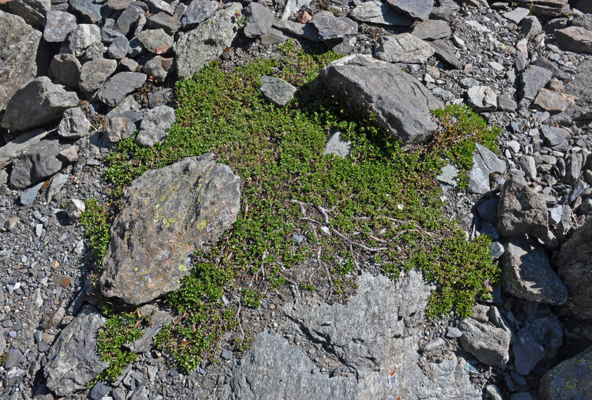 Image of Salix brayi specimen.