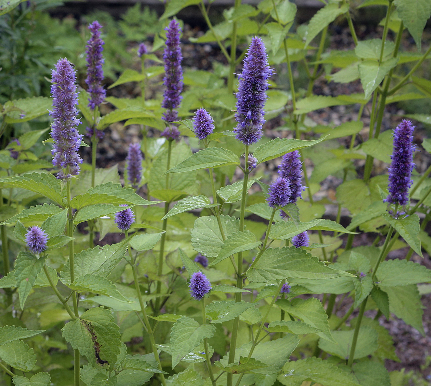 Image of Agastache foeniculum specimen.