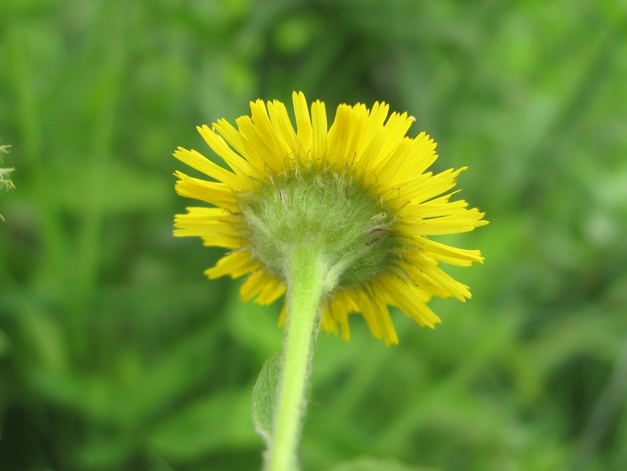 Изображение особи Pulicaria dysenterica.