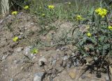 Sisymbrium lipskyi. Верхушка цветущего и плодоносящего растения. Северная Осетия, Алагирский р-н, ок. 1500 м н.у.м., у дороги. 15.07.2021.