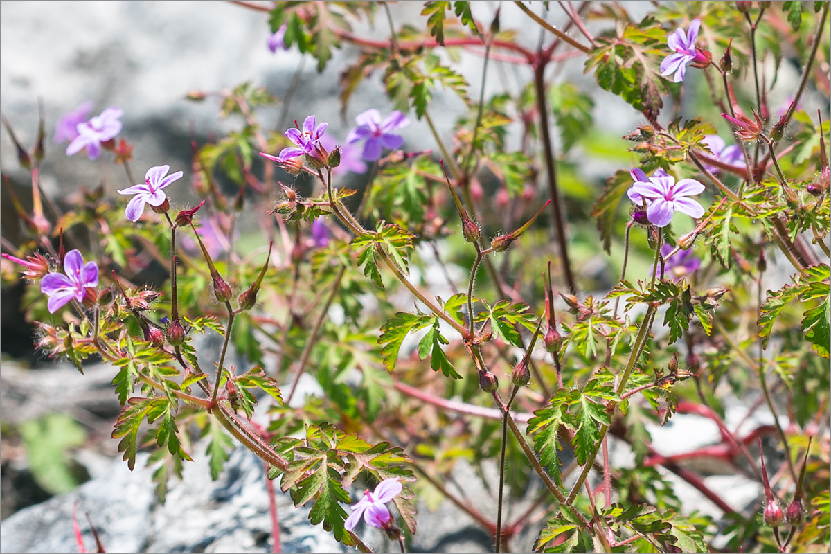 Изображение особи Geranium robertianum.