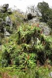 Aloe arborescens