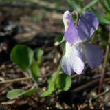 Viola rupestris