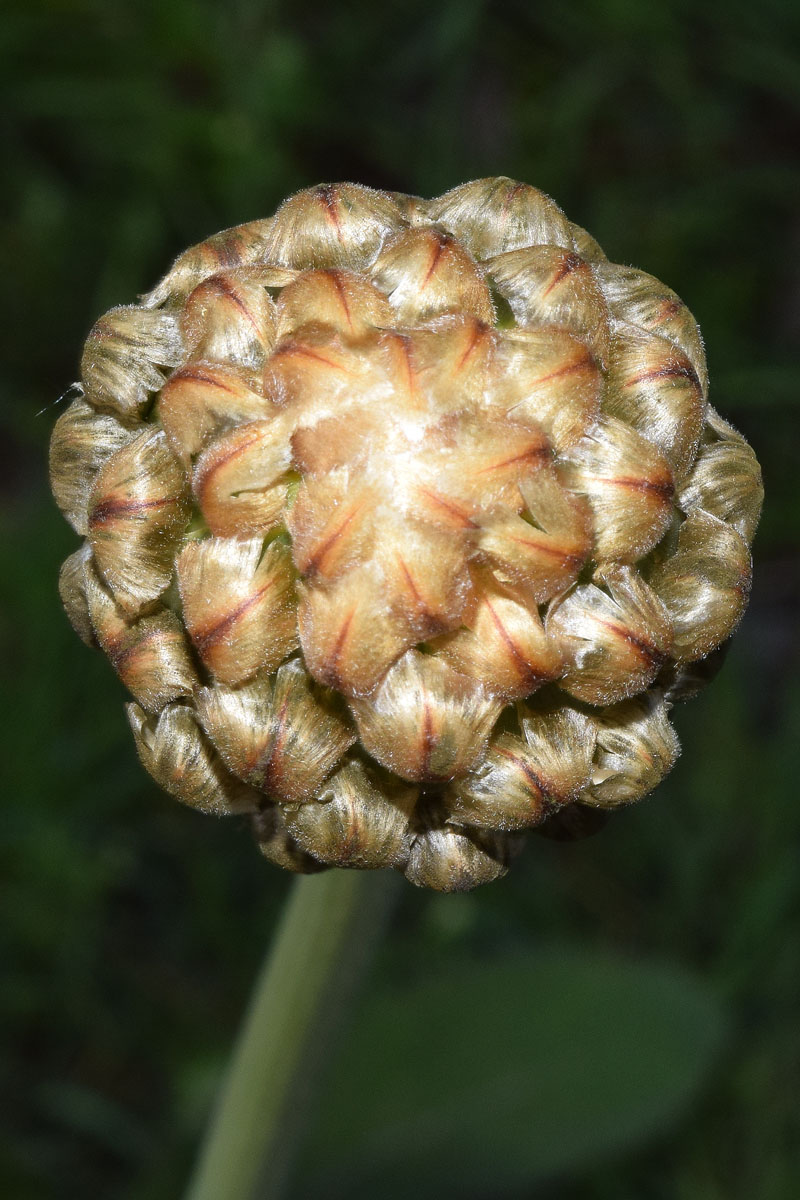 Image of Stemmacantha integrifolia specimen.