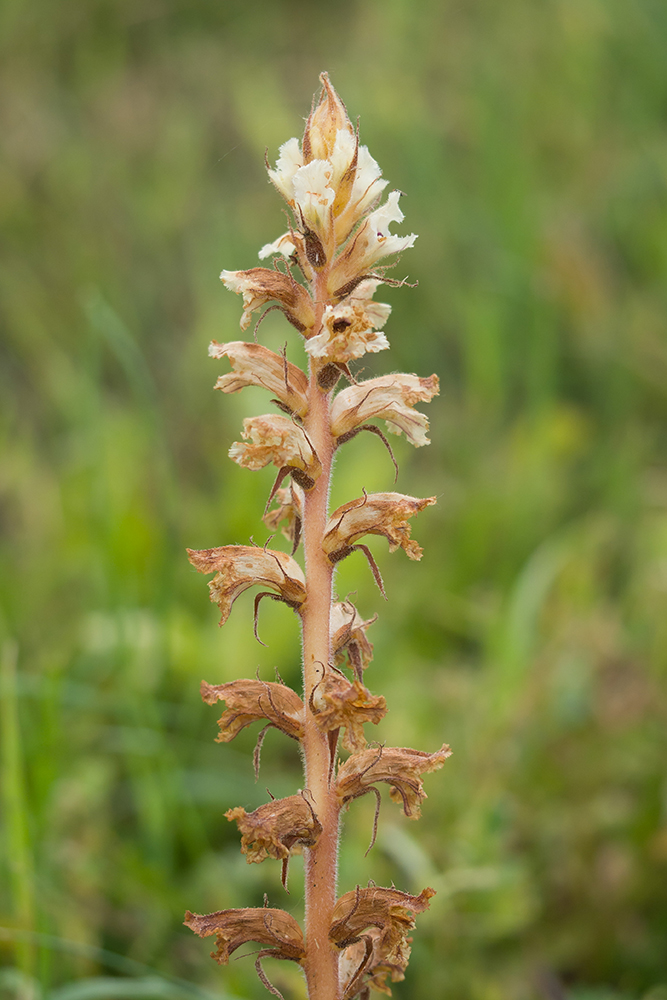 Image of Orobanche crenata specimen.