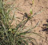 Juncus compressus