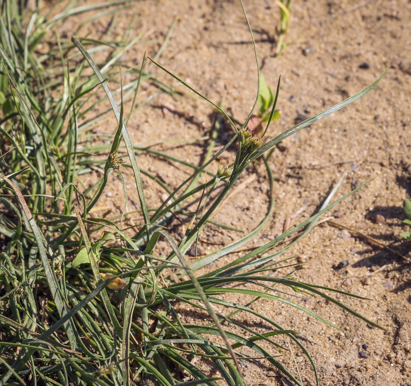 Изображение особи Juncus compressus.