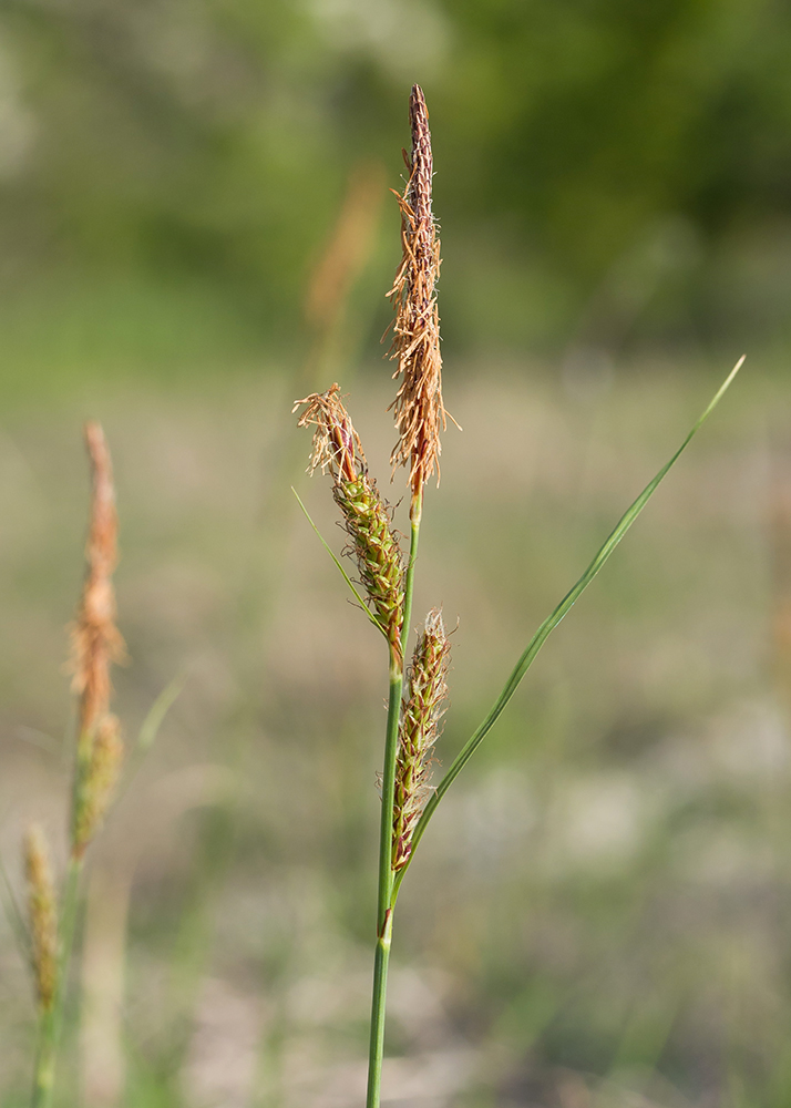 Image of Carex cuspidata specimen.