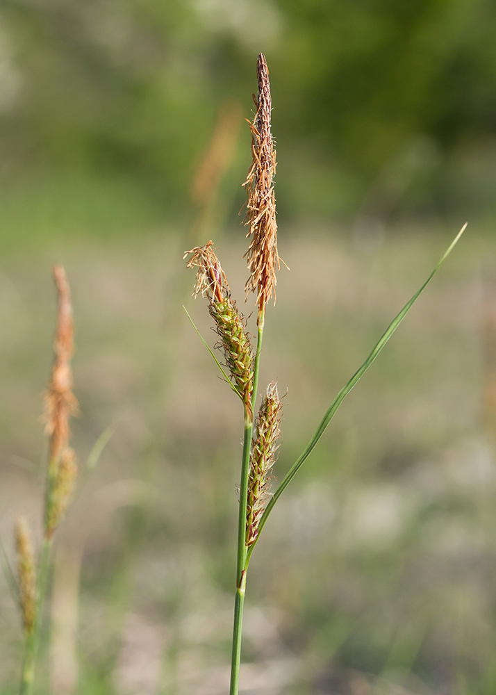 Изображение особи Carex cuspidata.