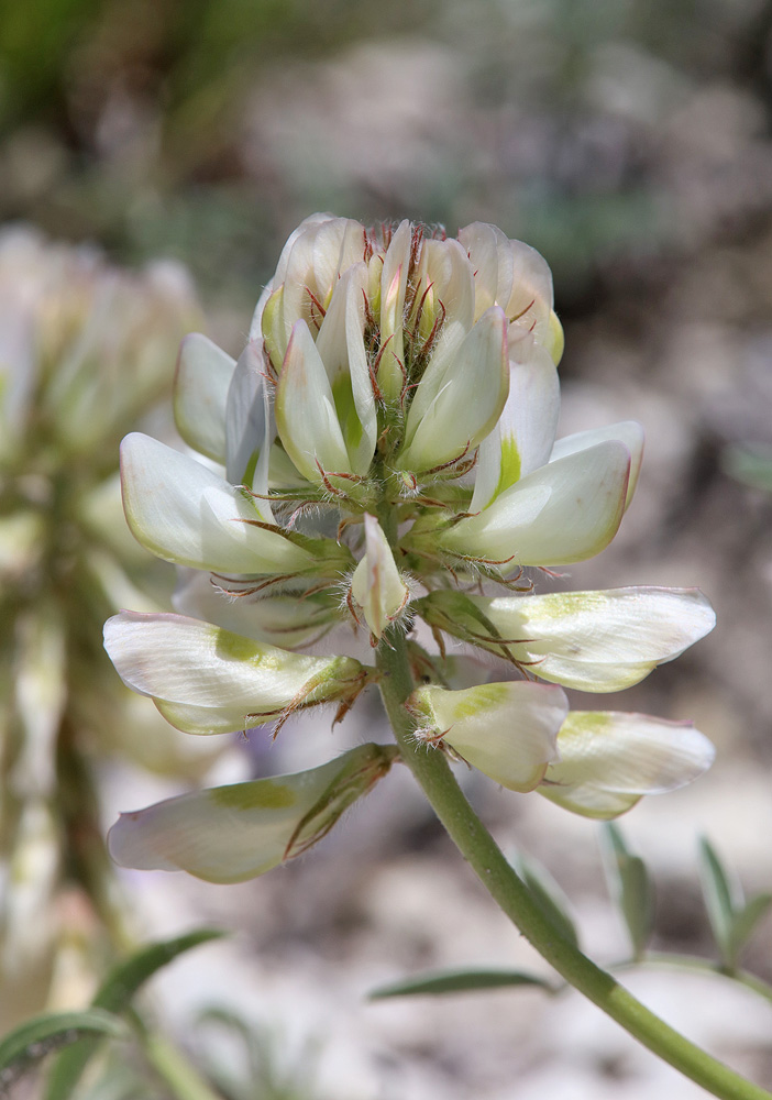 Image of Hedysarum daghestanicum specimen.