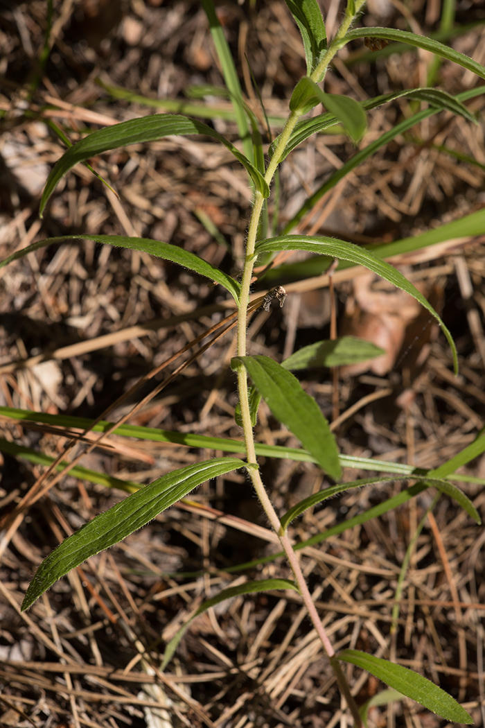 Изображение особи род Inula.