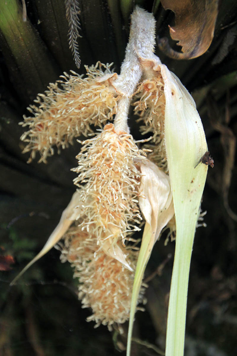 Image of Astelia hastata specimen.