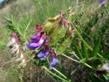 Vicia nervata