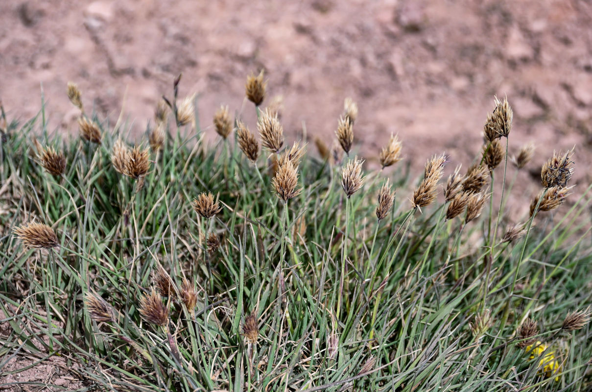 Изображение особи Calamagrostis anthoxanthoides.