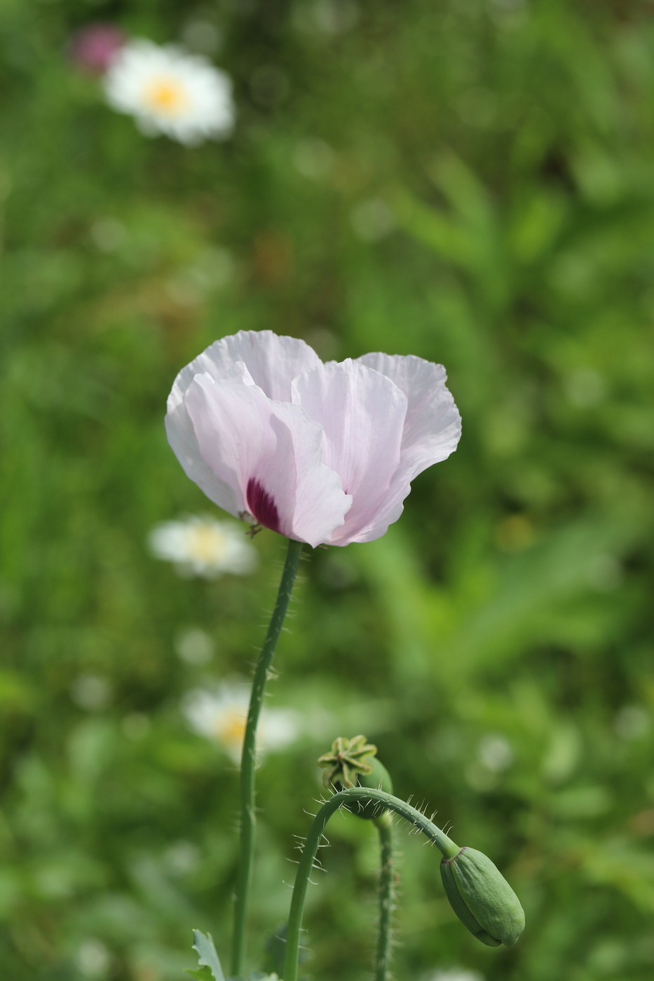 Изображение особи Papaver somniferum.