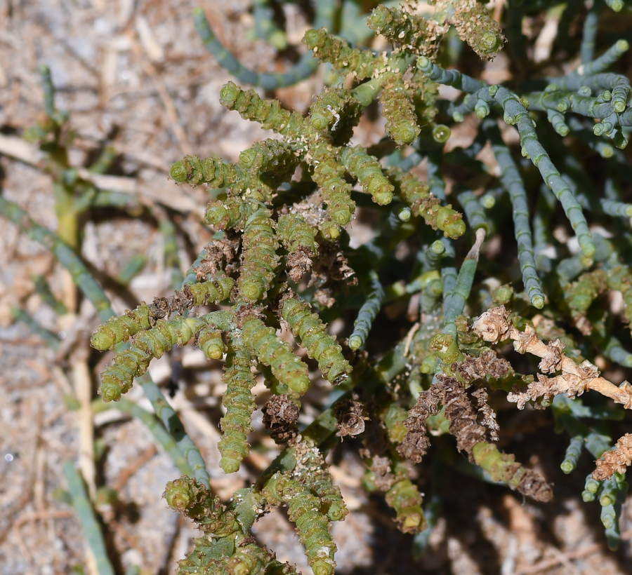 Image of Arthrocnemum macrostachyum specimen.