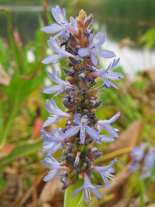 Изображение особи Pontederia cordata.