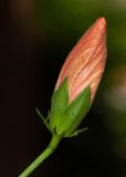 Hibiscus rosa-sinensis