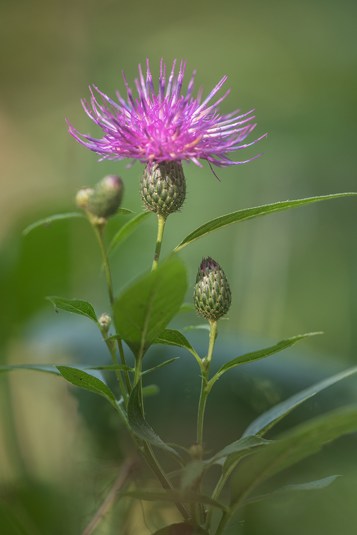 Image of Klasea quinquefolia specimen.