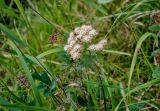 Spiraea betulifolia. Верхушка ветви с соцветием. Хабаровский край, р-н им. Полины Осипенко, долина р. Гремячий Лог, заболоченный участок на берегу реки. 18.07.2021.