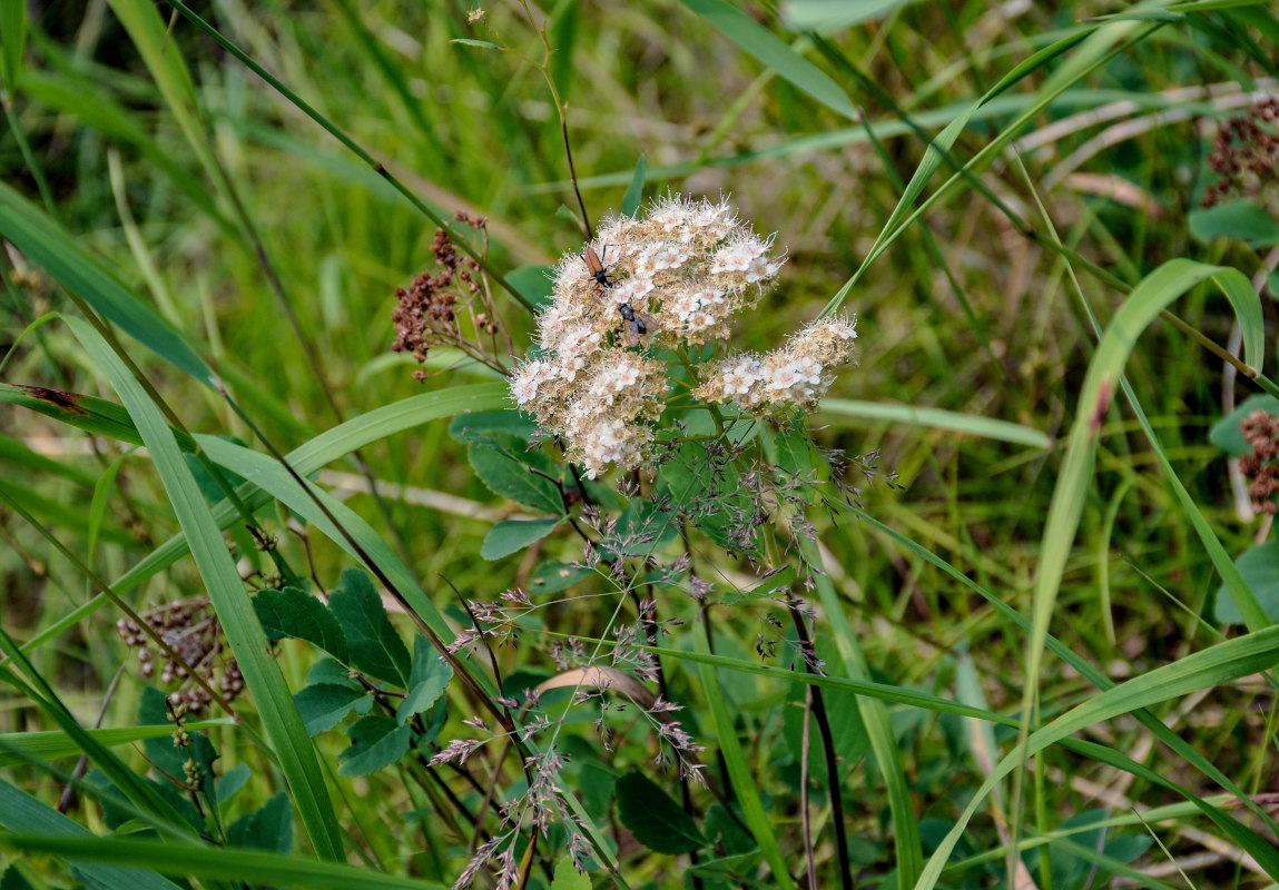 Image of Spiraea betulifolia specimen.