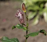 Tricyrtis hirta