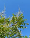 Rhus chinensis. Верхушка ветви с соцветиями. Абхазия, г. Сухум, Сухумский ботанический сад. 25.09.2022.