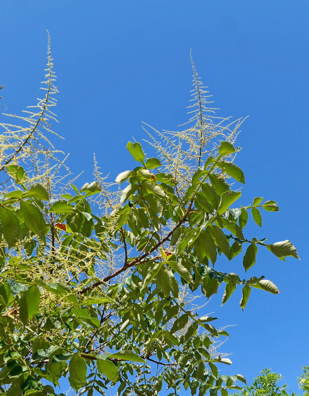 Image of Rhus chinensis specimen.