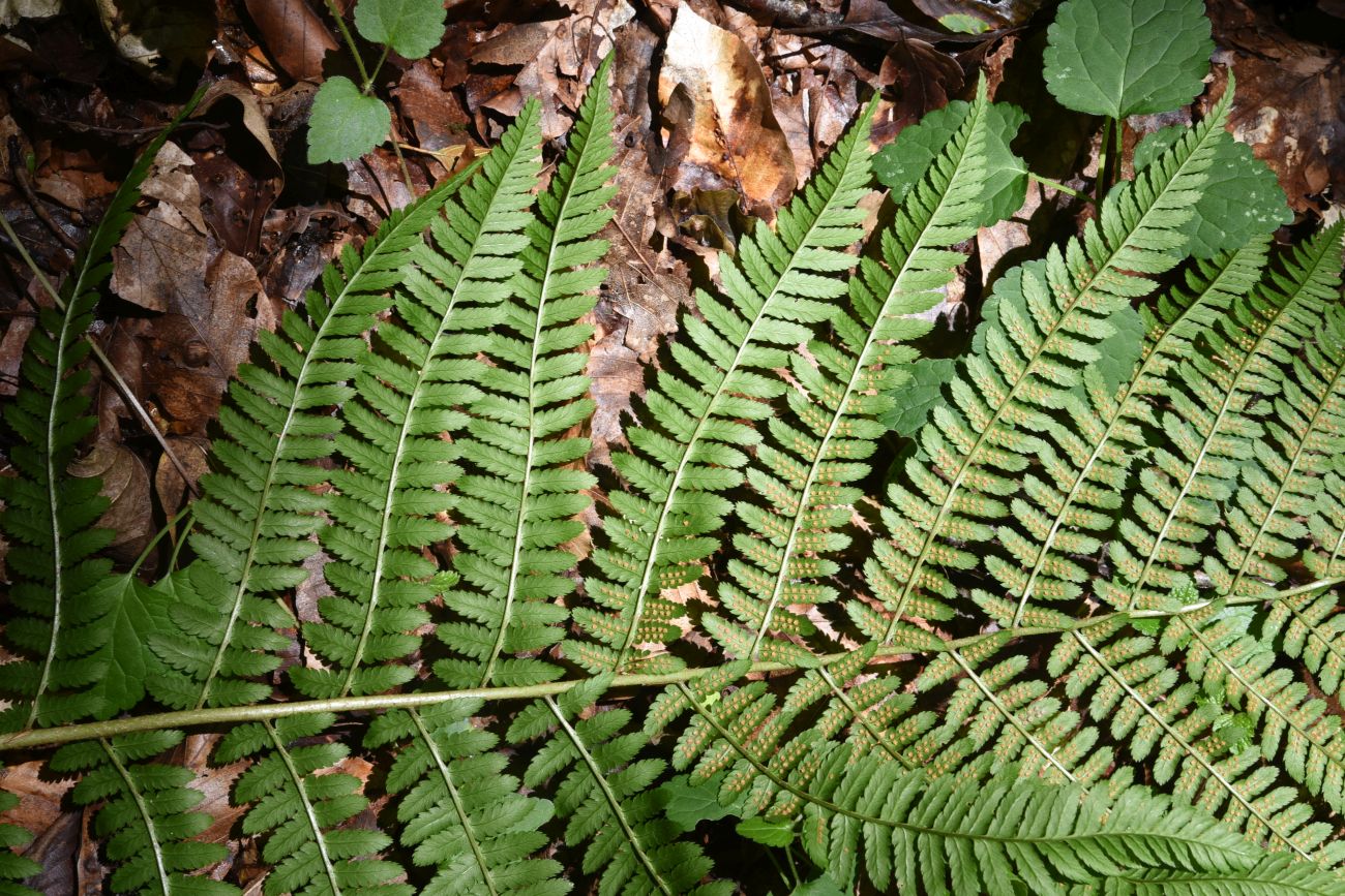 Image of Dryopteris filix-mas specimen.