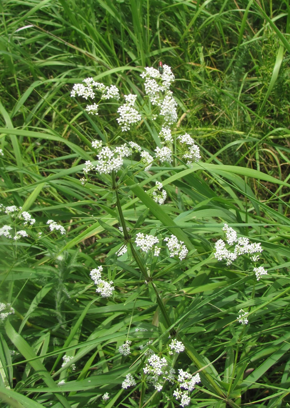 Изображение особи Galium pseudorivale.