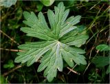 Geranium palustre