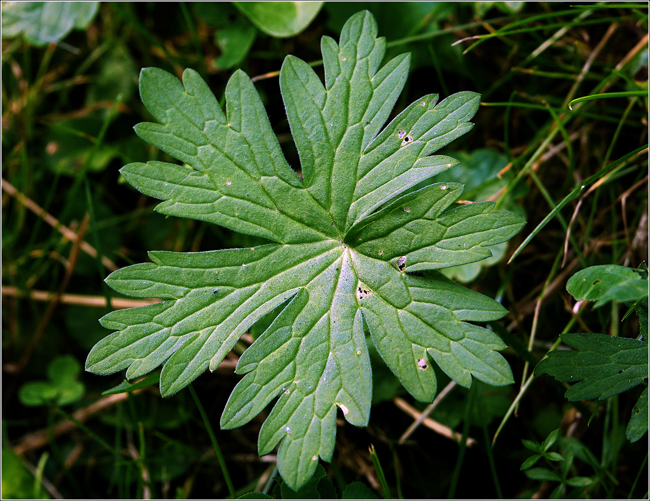 Изображение особи Geranium palustre.