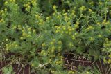Matricaria discoidea
