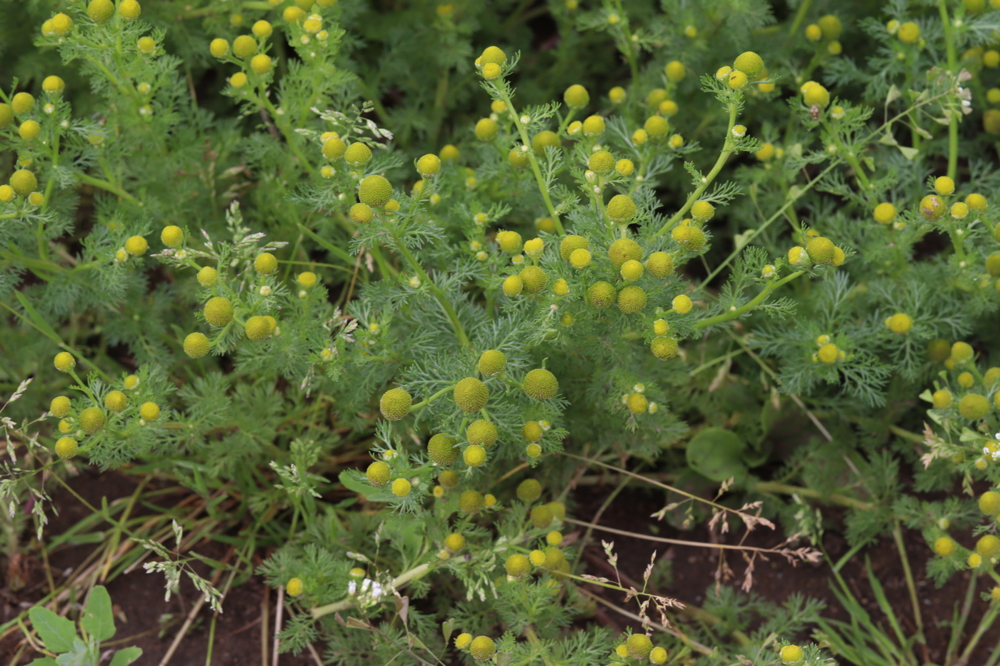 Image of Matricaria discoidea specimen.