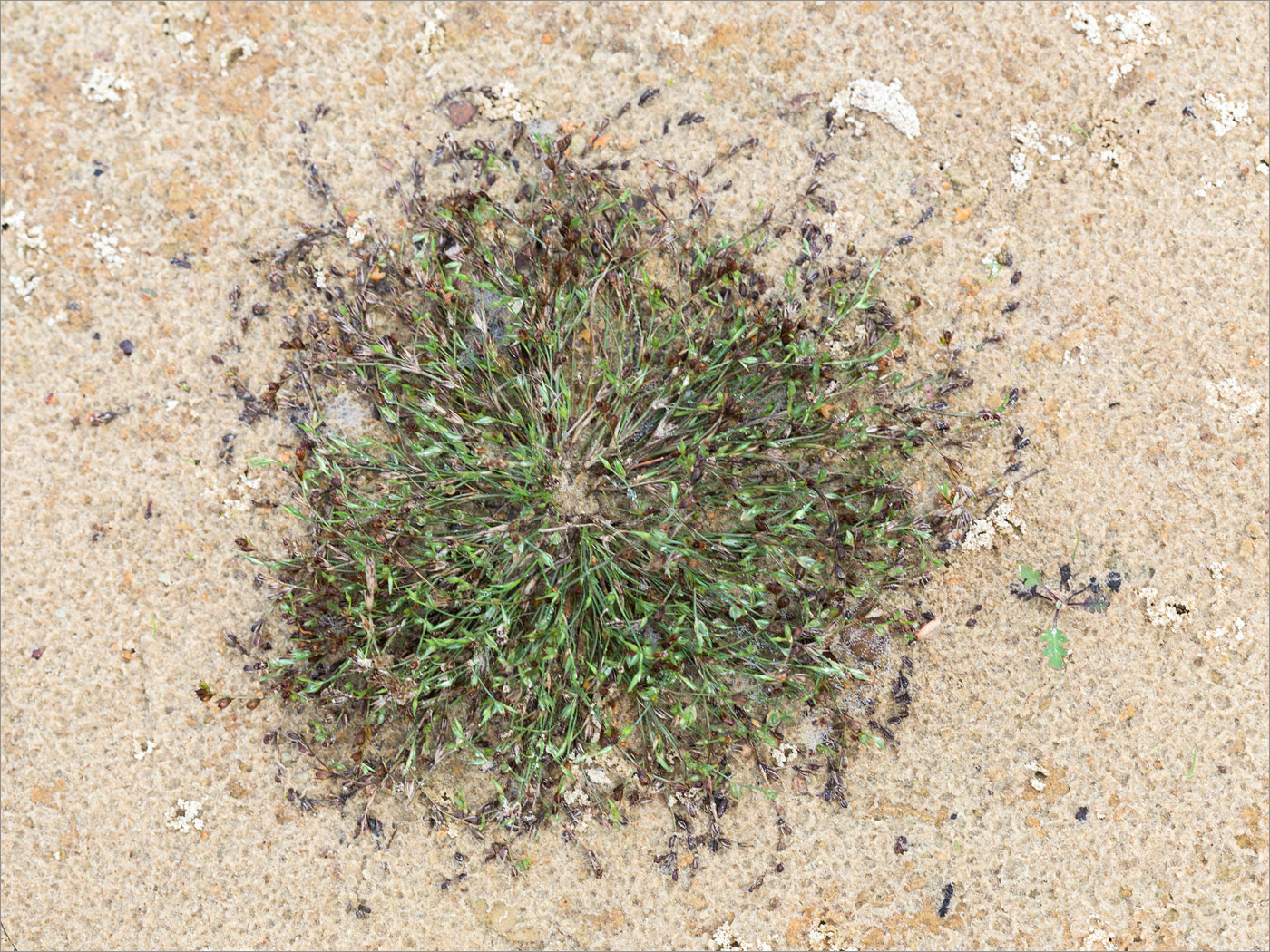 Image of Juncus ambiguus specimen.