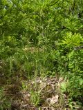 Silene italica. Цветущее растение. Краснодарский край, Темрюкский р-н, вершина горы Дубовый Рынок, дубовая роща. 13.05.2017.
