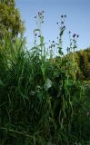 genus Cirsium. Цветущее растение. Пермский край, Чусовской городской округ, окр. пос. Мыс, долина р. Усьва, заросший Poaceae берег. 9 июля 2022 г.