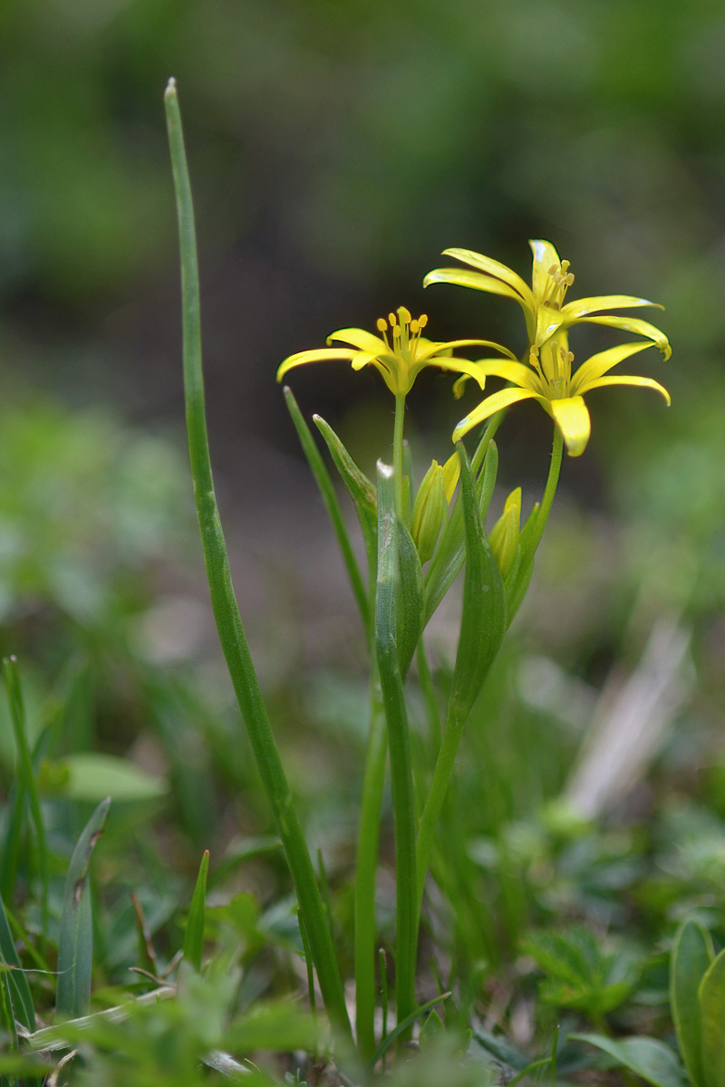 Изображение особи Gagea liotardii.