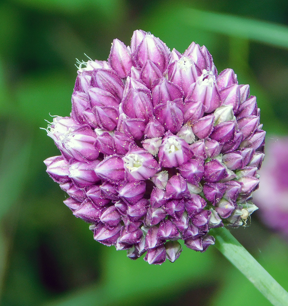 Image of Allium rotundum specimen.
