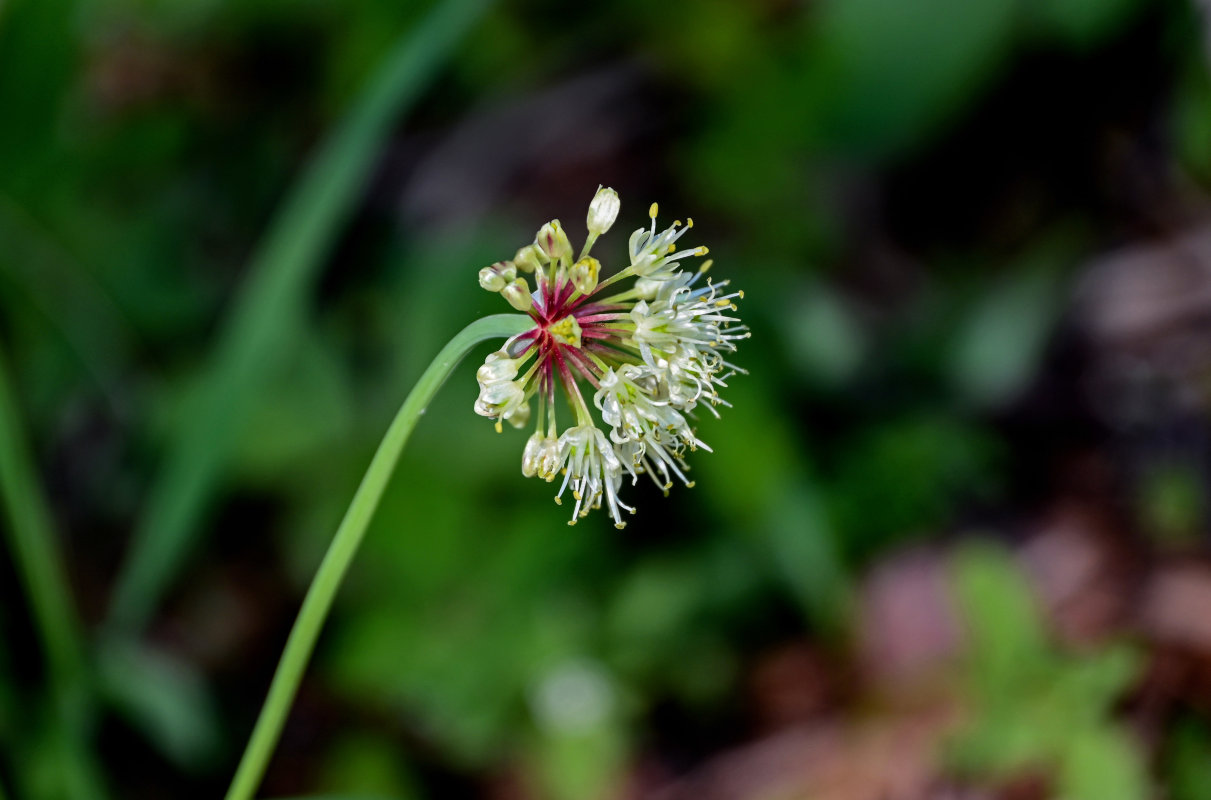 Image of Allium microdictyon specimen.