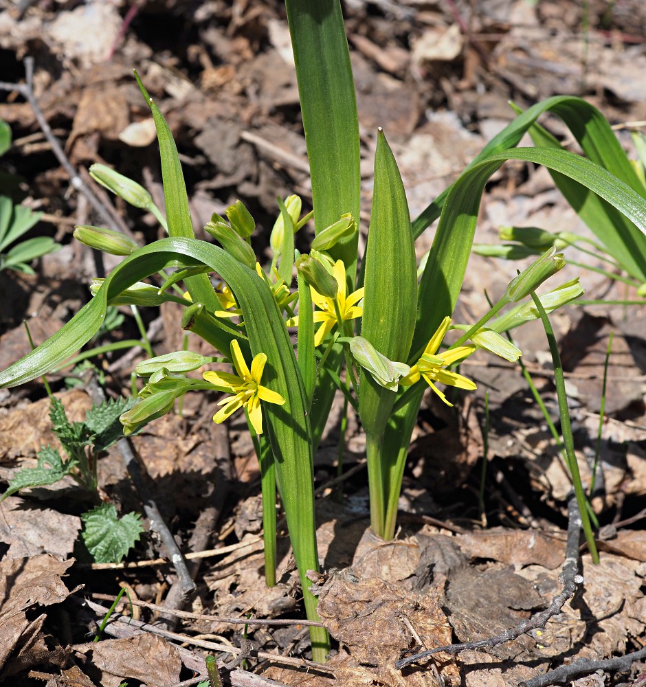 Image of Gagea lutea specimen.