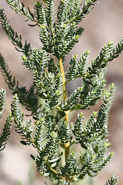 Image of Hypericum scabrum specimen.