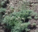 Artemisia caucasica