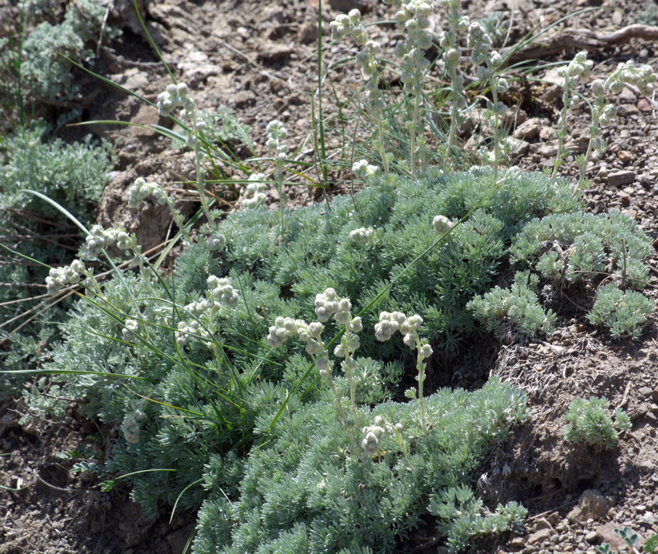 Image of Artemisia caucasica specimen.