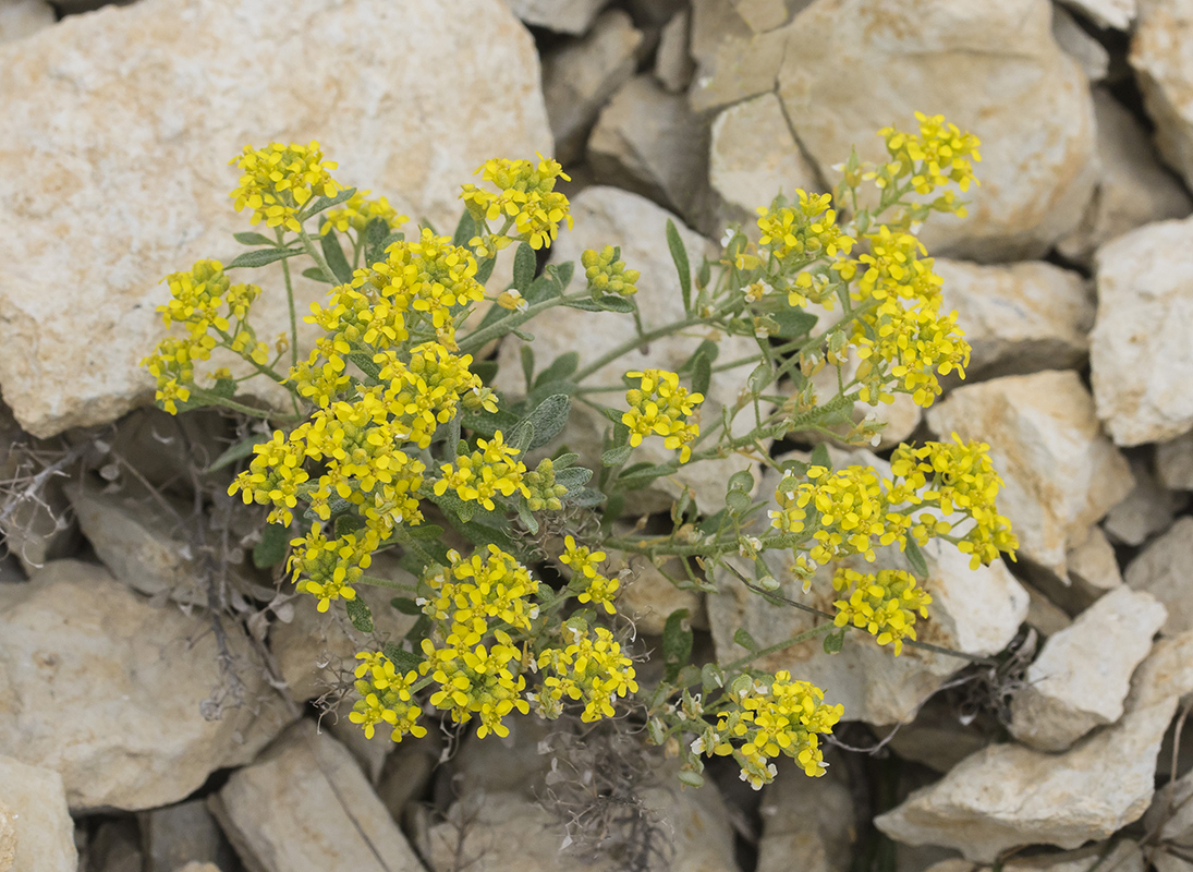 Image of genus Alyssum specimen.