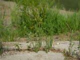 Equisetum ramosissimum