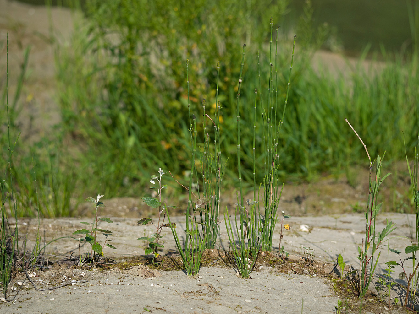 Изображение особи Equisetum ramosissimum.